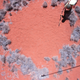 Graduate student Jen Guyton collects data on the “fairy circles,” which exhibit strikingly regular spatial patterns that have mystified many observers. (Image: Tyler Coverdale)
